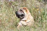 SHAR-PEI 281